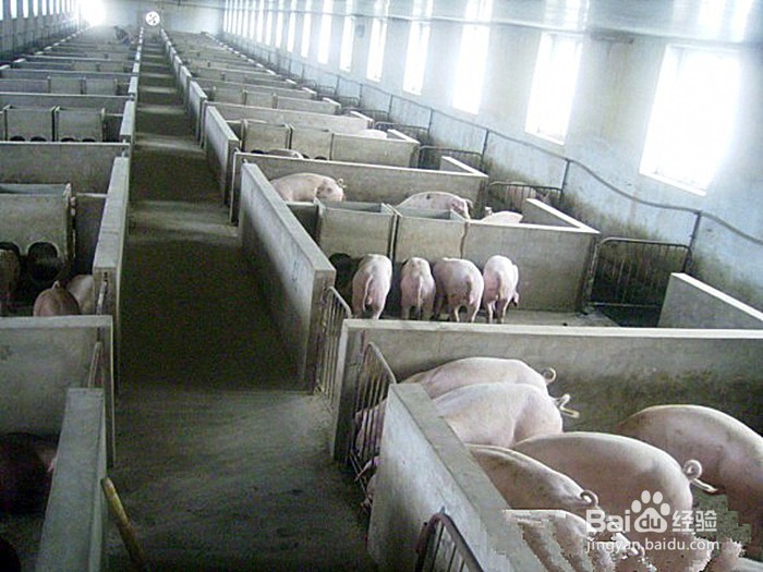 怎么解决养猪场通风降温问题？