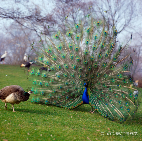 动物尾巴的样子和作用