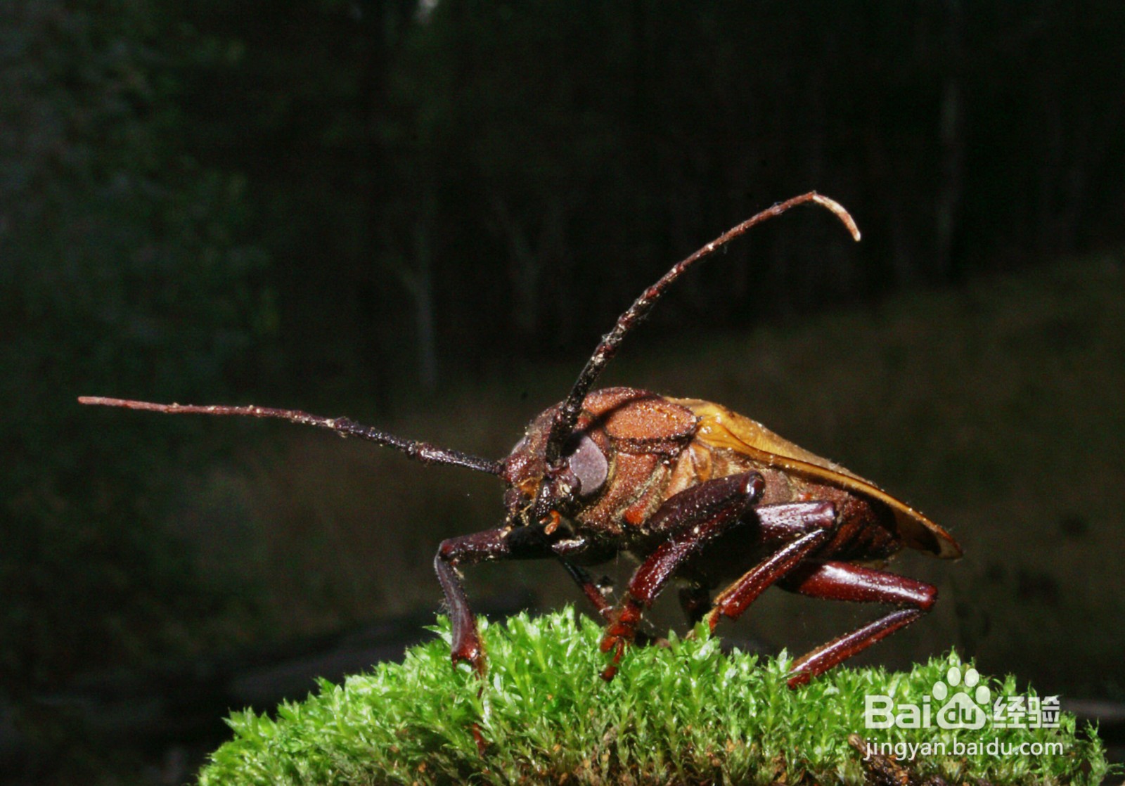 寺庙里如何驱赶蟑螂