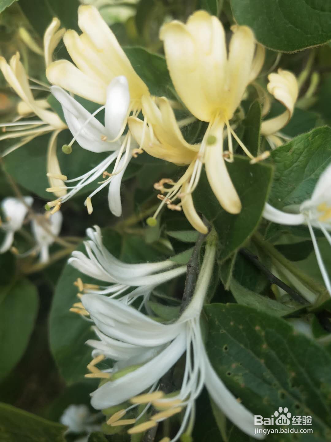 你见过金银花吗?