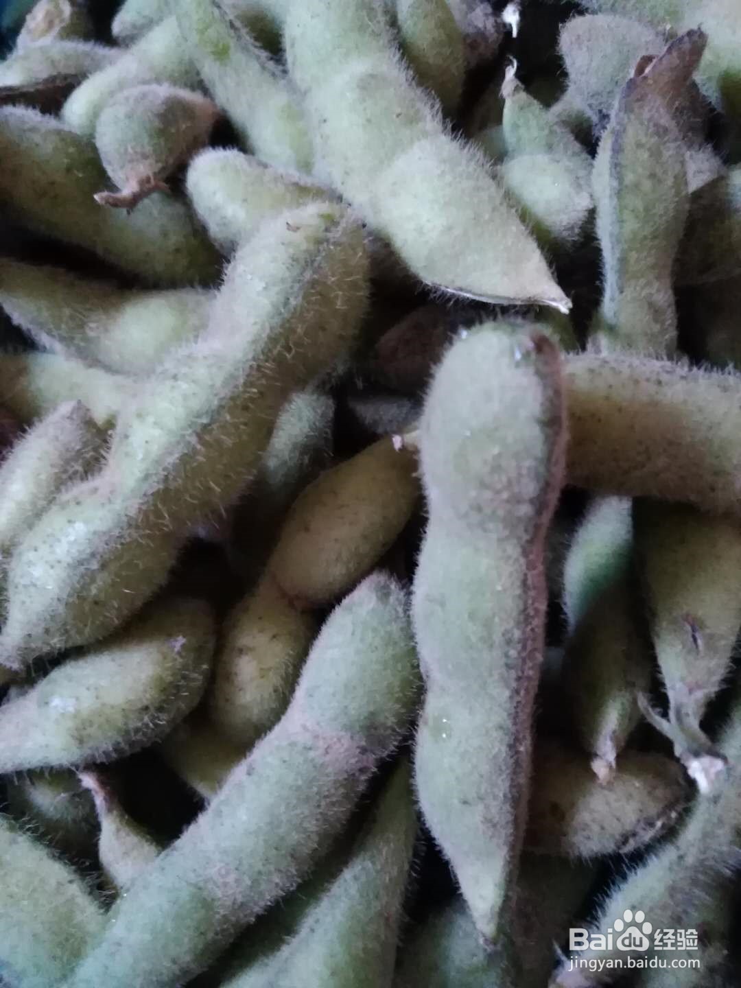 煮毛豆的做法