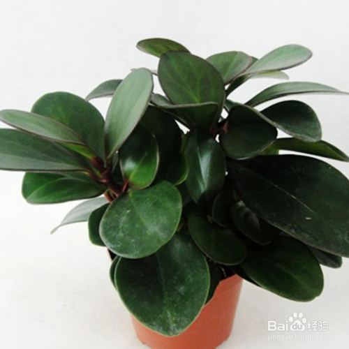 紫边碧玉椒草的养殖方法和养殖技巧