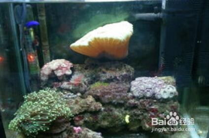 鱼缸水起白雾怎么解决