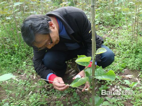 如何用毛巾棒给果树授粉