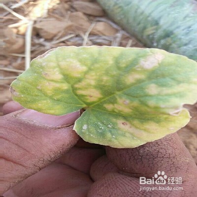 植物叶子发黄怎么办