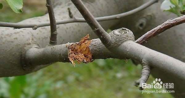 核桃树流水不止怎么办