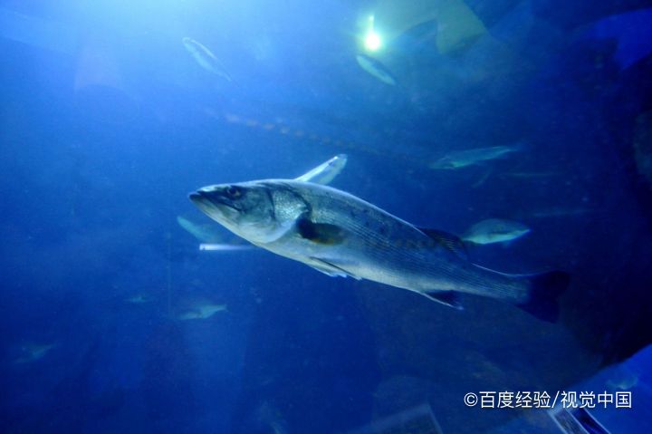 珍珠怎么来的