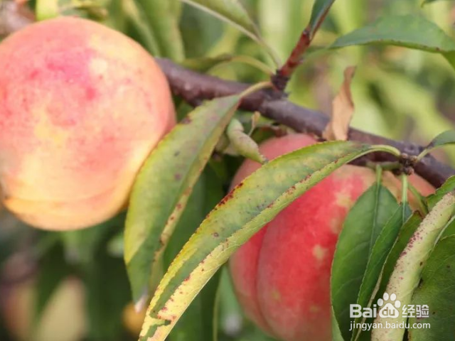 桃树枝怎么接嫁？