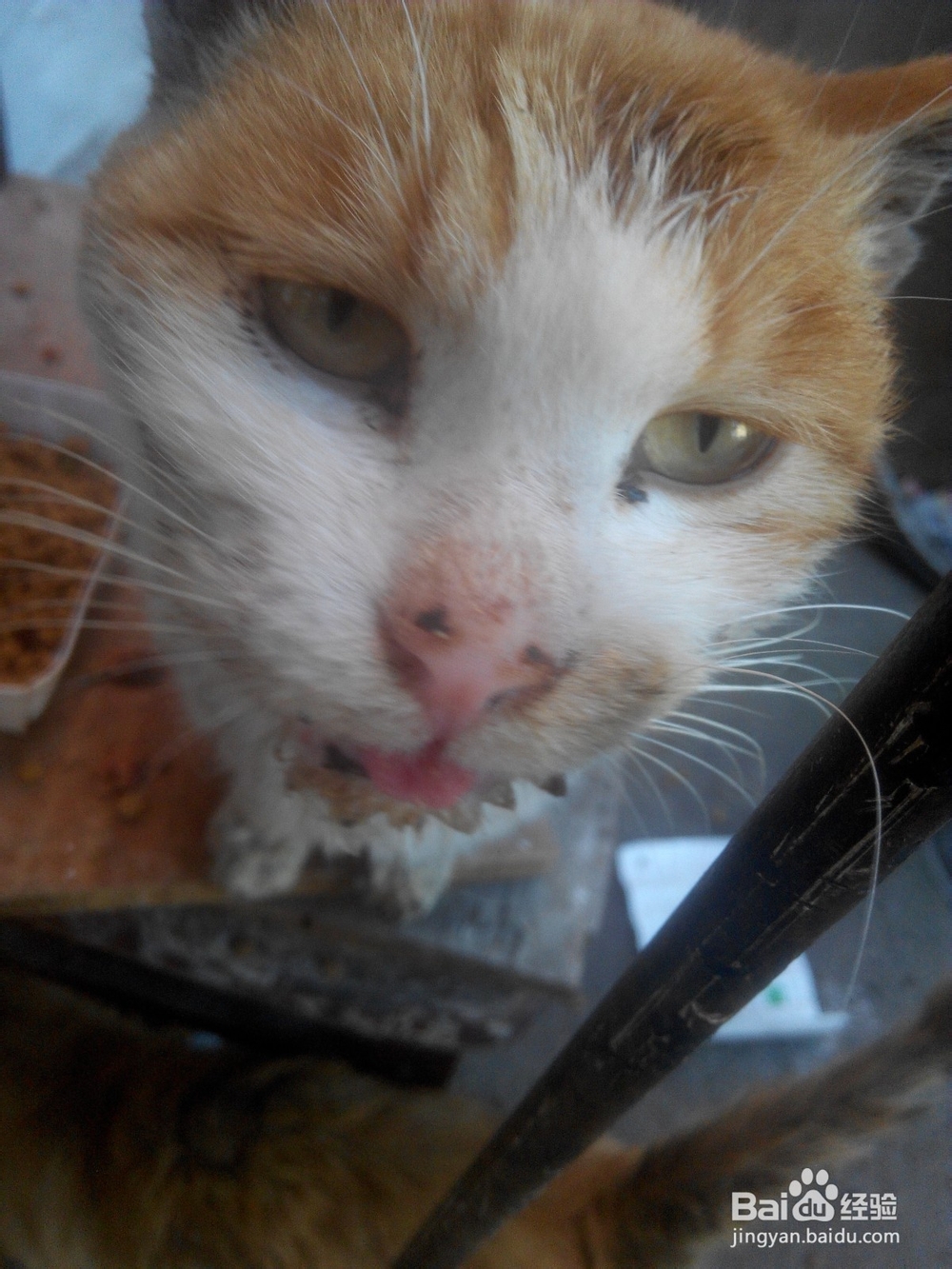 猫口腔溃疡复发怎么办