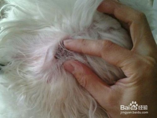 比熊犬怎么拔耳毛 百度经验