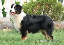 购买狗狗的注意事项