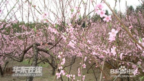 清明节你不知道的事