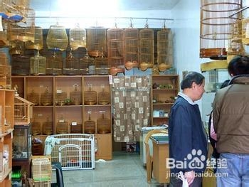 创业实战分析鸟类销售店