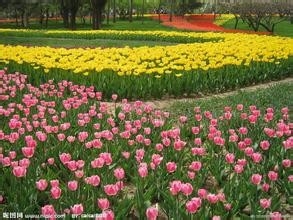 严禁入室的花,看完吓一跳