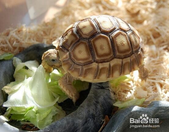 怎样养好一只龟?