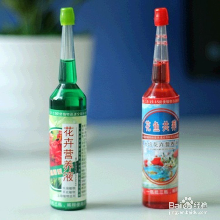 如何才能养好富贵竹（水培植物）