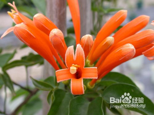 怎样让炮仗花花满枝头