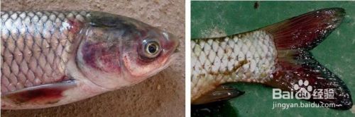 鱼类出血病的病原体和治疗方法