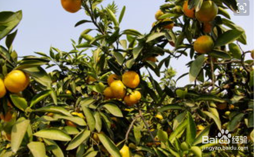 橘子皮有哪些好处