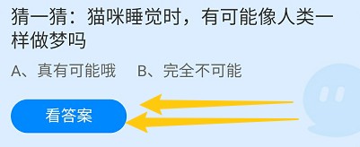 猫咪睡觉时，有可能像人类一样做梦吗