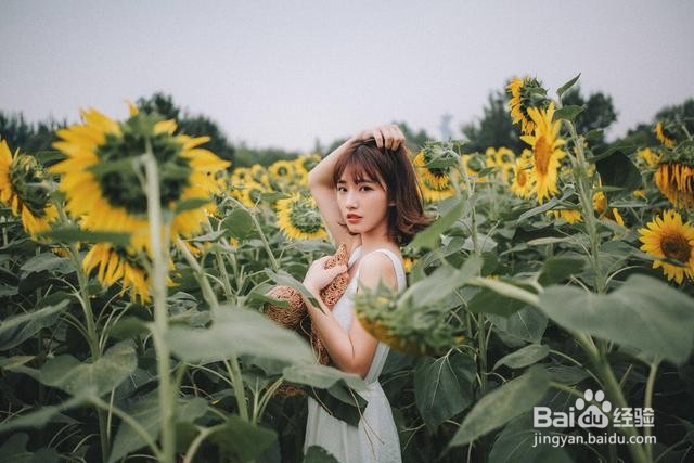 人与向日葵怎么拍照