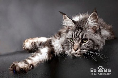 正规猫舍缅因猫领取步骤及养一只缅因猫的条件