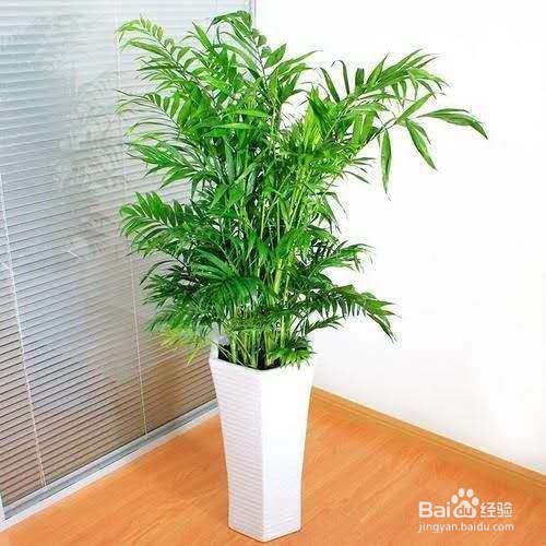 养护简单，观赏性又高的植物，超适合养在室内！