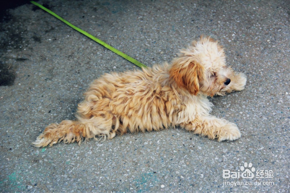 狗狗凶主人怎么办 狗狗对主人凶怎么办