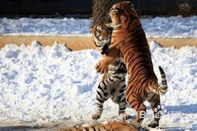 书到用时方恨少！东北雪乡之旅