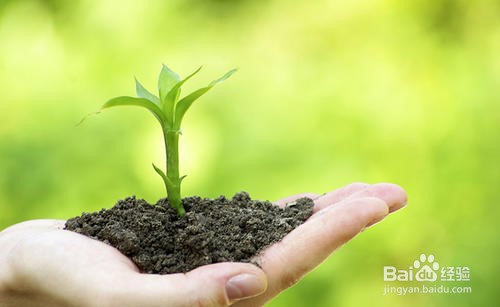 植物除甲醛原理和效果