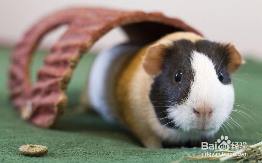 荷兰猪绝育要注意什么?