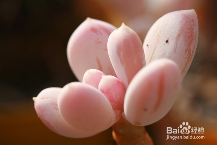 教你做简单的面膜