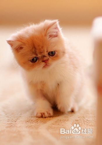 养猫心得:光线不足情况下,如何给暹罗猫拍照