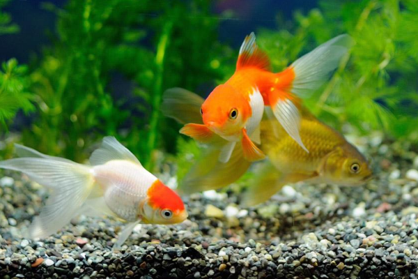 我们家的金鱼为什么慢慢有红色变成白色