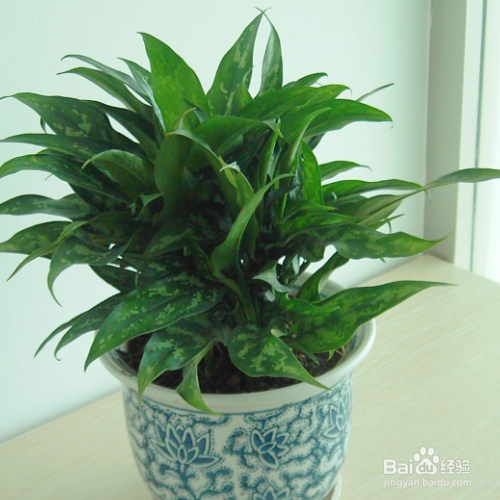 黑美人的培育方法和注意事项