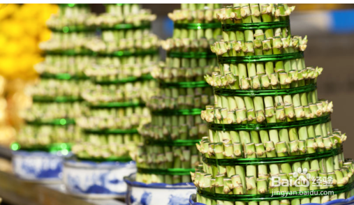 水养富贵竹养殖方法与注意事项