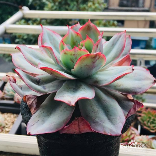 蓝光的养殖方法和注意事项