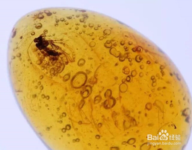 有虫的琥珀就叫虫珀吗