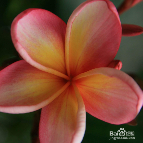 红鸡蛋花的栽培方法和注意事项有哪些?