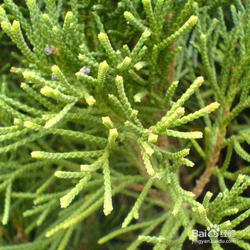 侧柏的培育方法和注意事项