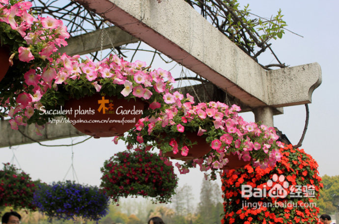 上海植物园（上）