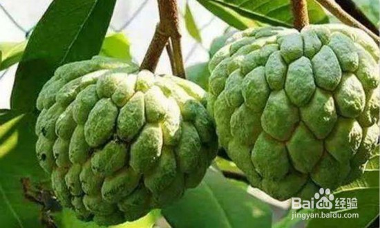 释迦果的养生功效你知道吗？