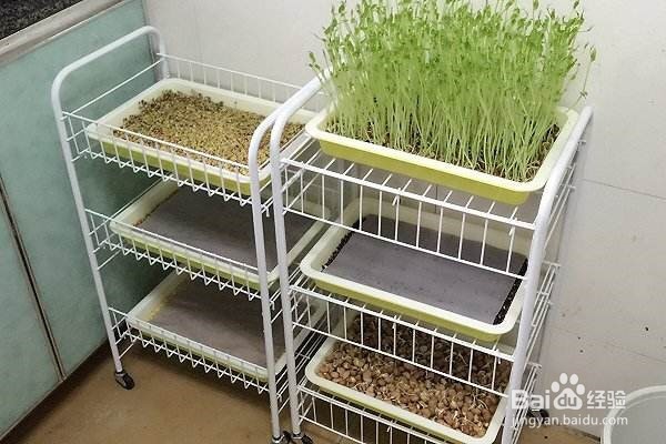 如何在阳台用纸种蔬菜?