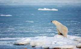 不怕冷的动物有哪些