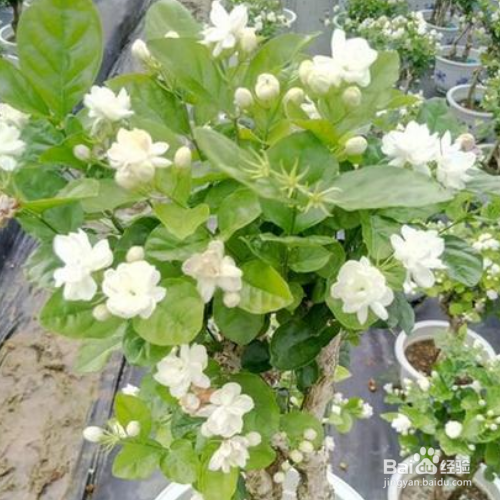 茉莉花的养护技巧有哪些?