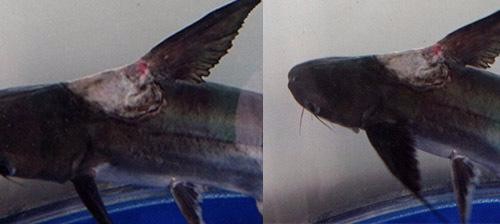 如何诊治鱼类的烂鳍病