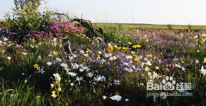 [转载]南非之旅3：纳玛夸兰（Namaqualand）花海