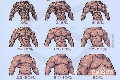 什么是体脂率？怎样计算？