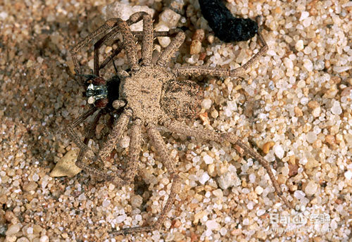 盘点世界十大最毒蜘蛛