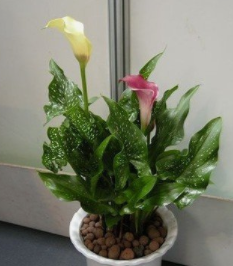 冬天怎么养护才能让彩色马蹄莲开花